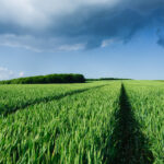 Ausarta 9 100% verde